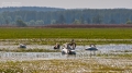037_Biebrza - kwiecien 2012